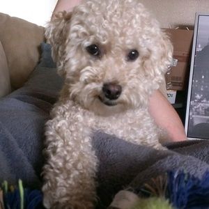 Meet your Posher, Emerald